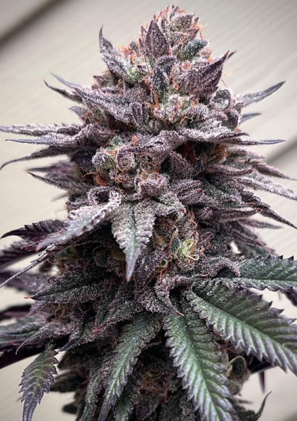 Papaya Sherbet - FASTBUDS | TanieSianie.pl