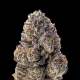 Papaya Sherbet - FASTBUDS | TanieSianie.pl