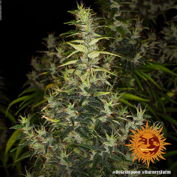 Dr Grinspoon - BARNEY’S FARM | TanieSianie.pl