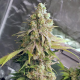 Lemon Mandarin - FASTBUDS | TanieSianie.pl
