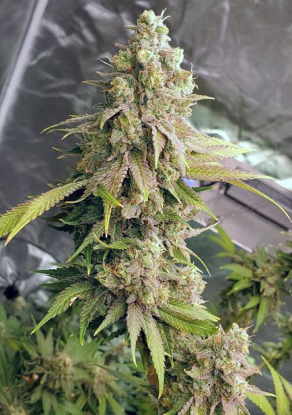 Lemon Mandarin - FASTBUDS | TanieSianie.pl
