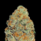 Lemon Mandarin - FASTBUDS | TanieSianie.pl