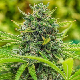 Clementine Slush - THE CALI CONNECTION | TanieSianie.pl