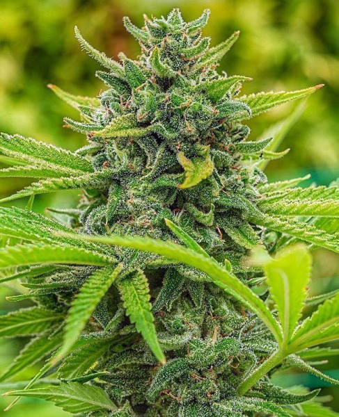 Clementine Slush - THE CALI CONNECTION | TanieSianie.pl