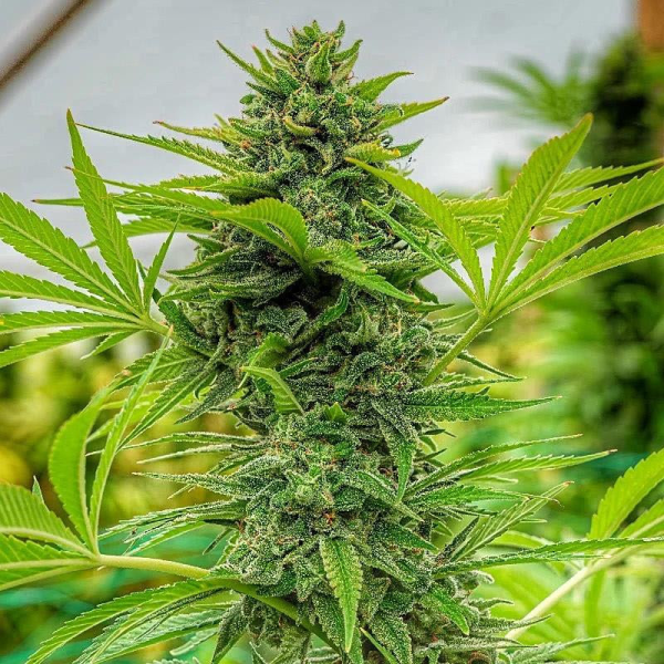 Clementine Slush - THE CALI CONNECTION | TanieSianie.pl