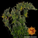 Dr Grinspoon - BARNEY’S FARM | TanieSianie.pl