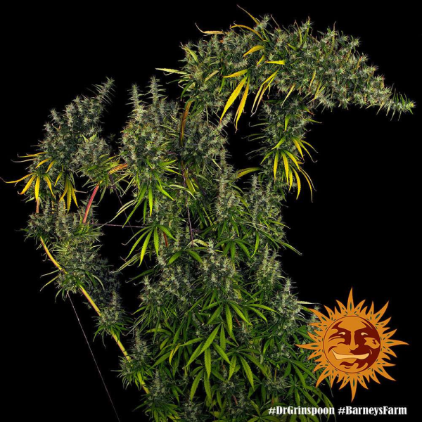 Dr Grinspoon - BARNEY’S FARM | TanieSianie.pl