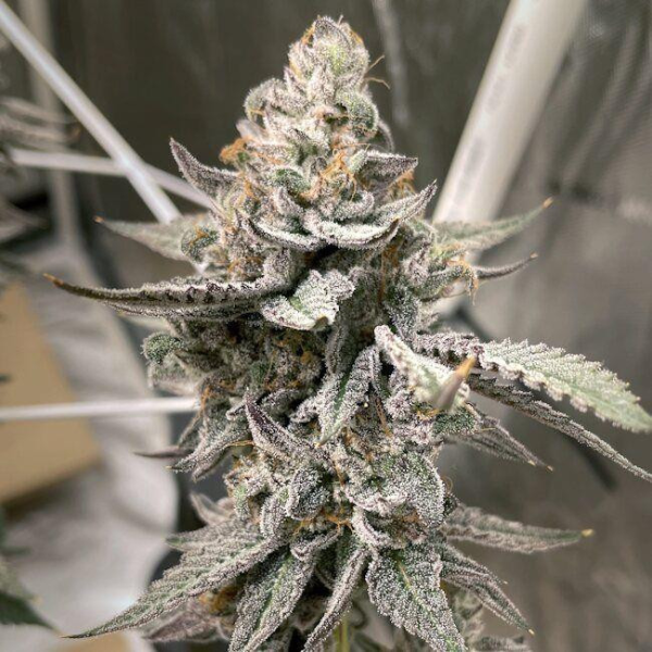 Beaver Cookies - ELEV8 SEEDS | TanieSianie.pl