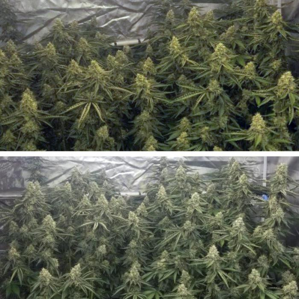 Beaver Cookies - ELEV8 SEEDS | TanieSianie.pl
