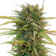 Skunk #11 - DUTCH PASSION | TanieSianie.pl