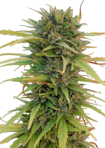 Skunk #11 - DUTCH PASSION | TanieSianie.pl