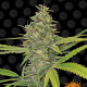 G13 Haze - BARNEY’S FARM | TanieSianie.pl