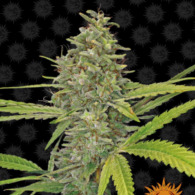 G13 Haze - BARNEY’S FARM | TanieSianie.pl