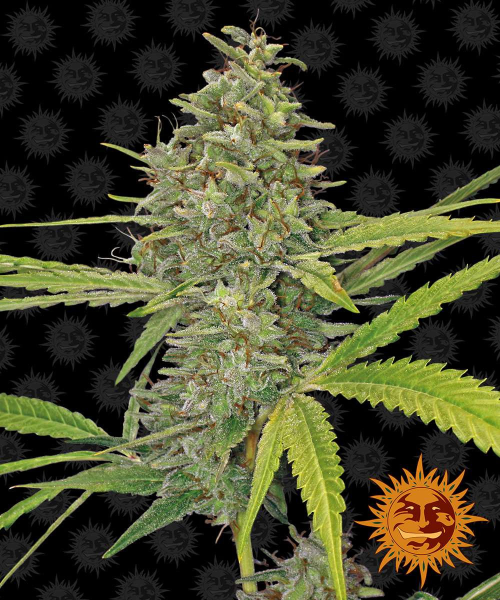 G13 Haze - BARNEY’S FARM | TanieSianie.pl