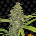 G13 Haze - BARNEY’S FARM