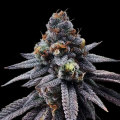 White Runtz Auto