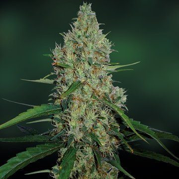 G13 Haze - BARNEY’S FARM | TanieSianie.pl