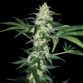 Mexican Sativa | TanieSianie.pl