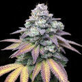 Gorilla Cookies