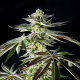 Apple & Bananas - KANNABIA SEED | TanieSianie.pl