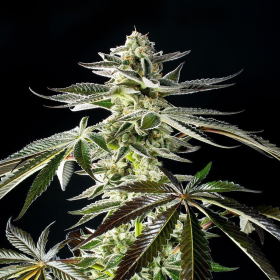 Apple & Bananas - KANNABIA SEED | TanieSianie.pl