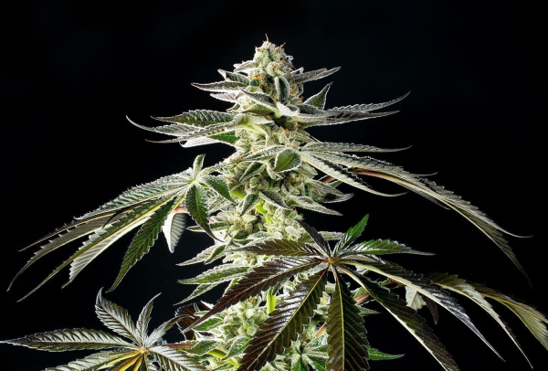 Apple & Bananas - KANNABIA SEED | TanieSianie.pl