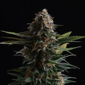 Candy Cream Go Fast - KANNABIA SEED | TanieSianie.pl