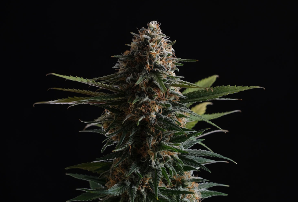 Candy Cream Go Fast - KANNABIA SEED | TanieSianie.pl