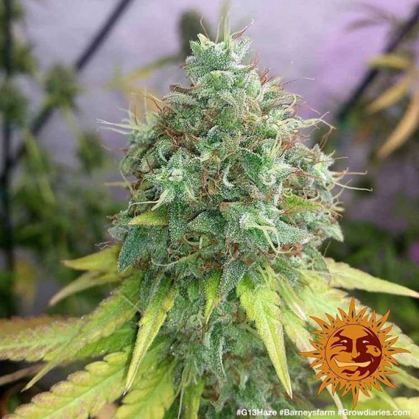 G13 Haze - BARNEY’S FARM | TanieSianie.pl