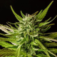 Dosidos - KANNABIA SEED | TanieSianie.pl