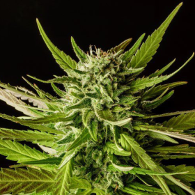 Dosidos - KANNABIA SEED | TanieSianie.pl