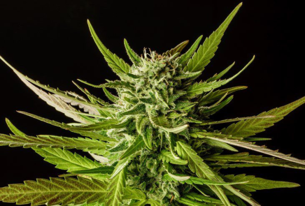 Dosidos - KANNABIA SEED | TanieSianie.pl