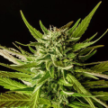 Dosidos - KANNABIA SEED