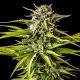 Break-Up Cake - KANNABIA SEED | TanieSianie.pl