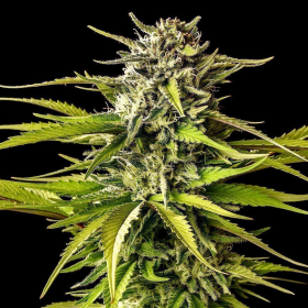 Break-Up Cake - KANNABIA SEED | TanieSianie.pl