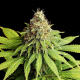 Hellfire OG - KANNABIA SEED | TanieSianie.pl
