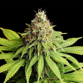 Hellfire OG - KANNABIA SEED | TanieSianie.pl