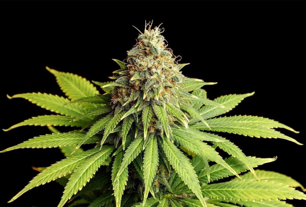 Hellfire OG - KANNABIA SEED | TanieSianie.pl