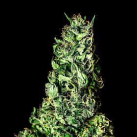 Moby Dick - KANNABIA SEED | TanieSianie.pl