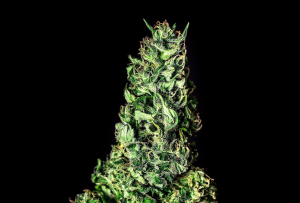 Moby Dick - KANNABIA SEED | TanieSianie.pl