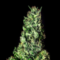 Moby Dick - KANNABIA SEED