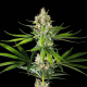 Oreoz USA - KANNABIA SEED | TanieSianie.pl