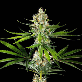 Oreoz USA - KANNABIA SEED | TanieSianie.pl