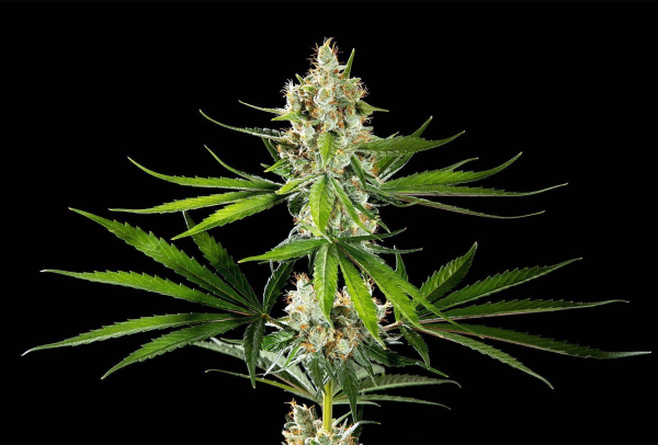 Oreoz USA - KANNABIA SEED | TanieSianie.pl