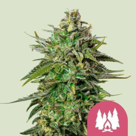 Larry OG - ROYAL QUEEN SEEDS | TanieSianie.pl