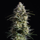 Pure Skunk Go Fast - KANNABIA SEED | TanieSianie.pl