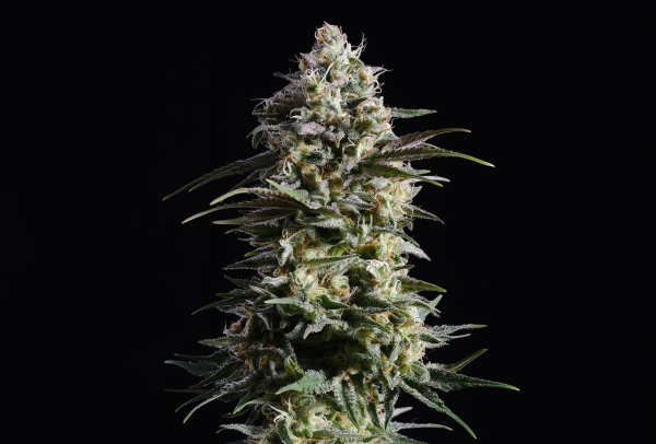 Pure Skunk Go Fast - KANNABIA SEED | TanieSianie.pl