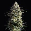 Pure Skunk Go Fast - KANNABIA SEED