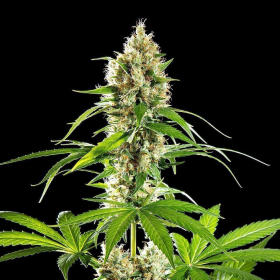 Sunset Sherbet - KANNABIA SEED | TanieSianie.pl