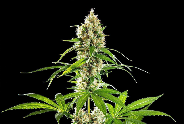Sunset Sherbet - KANNABIA SEED | TanieSianie.pl